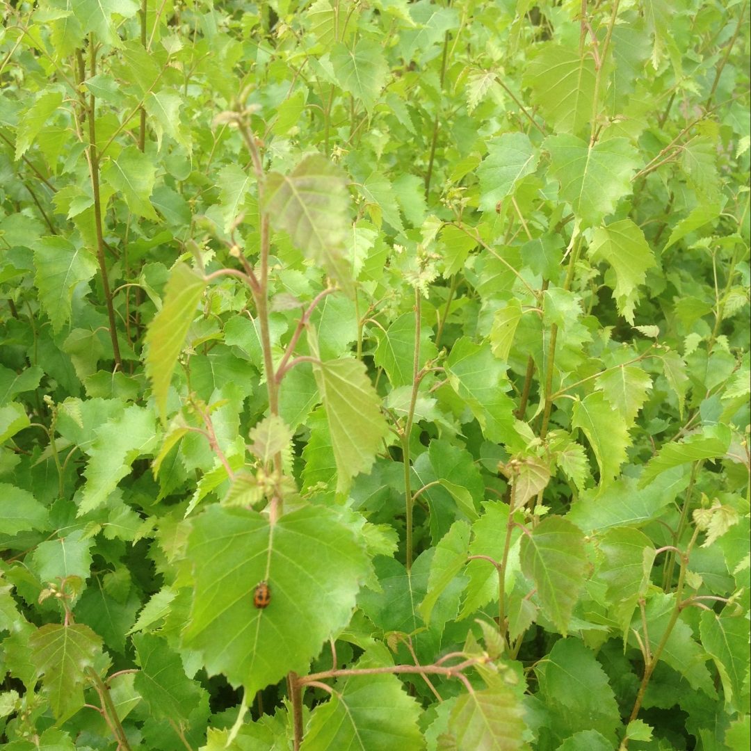 Woodland Plants 