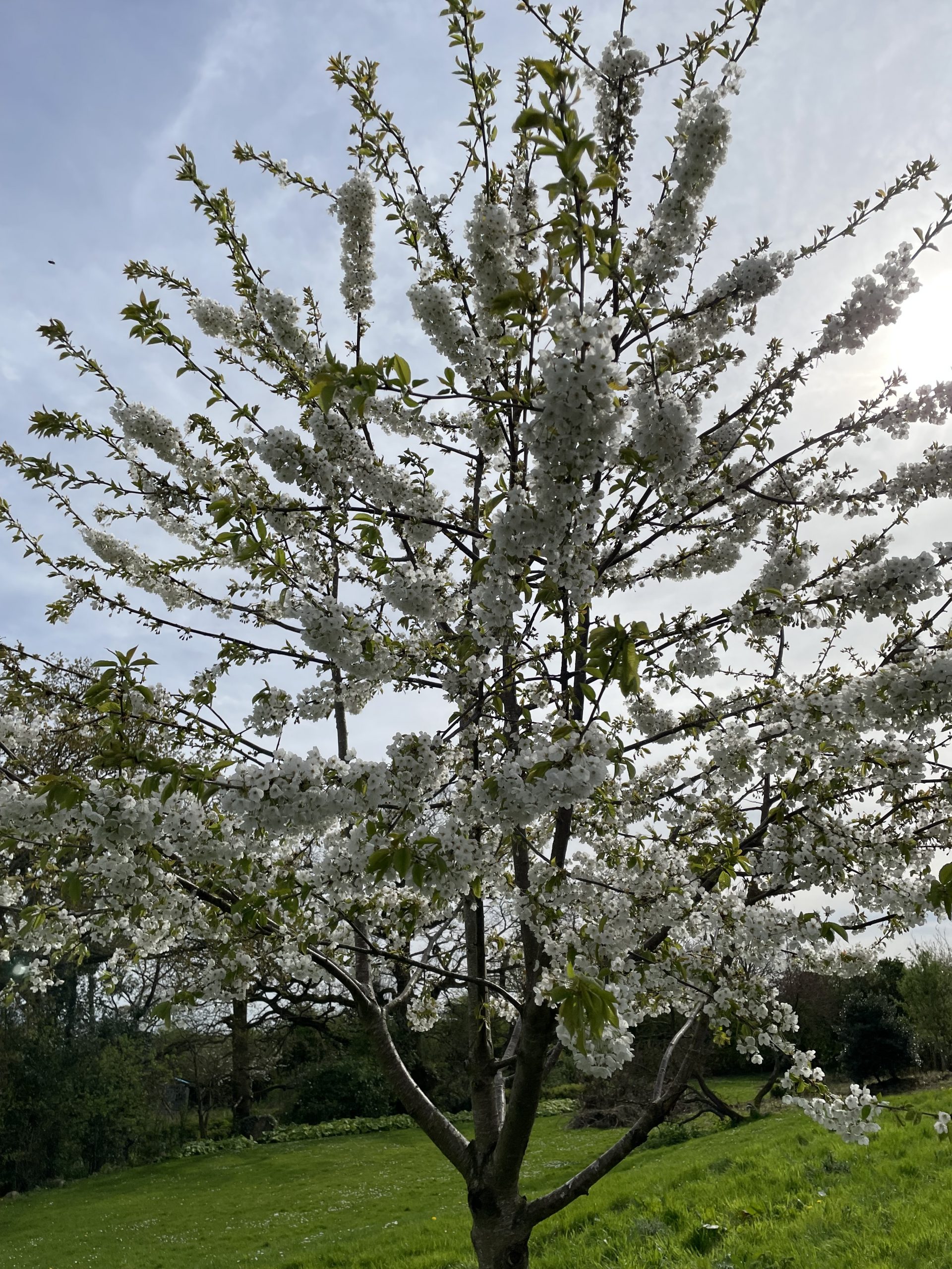 Wild Cherry